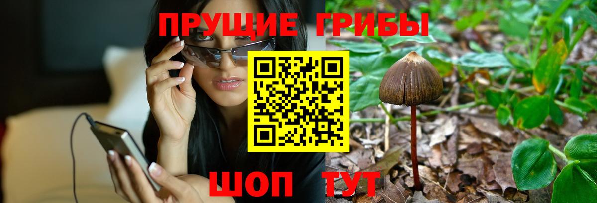 Черняховск  Псилоцибиновые грибы мицелий  Вход с VPN 